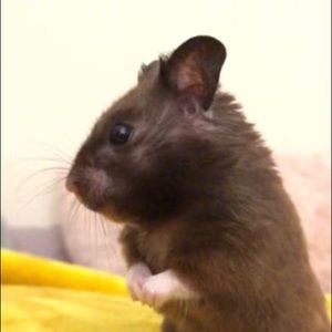 Meet your Posher, Nevaeh